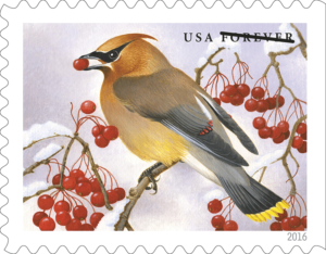 songbirds_waxwing